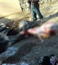 الشرطة الأفغانية تقبض على 3 أشخاص بتهمة بيع جلود الحمير