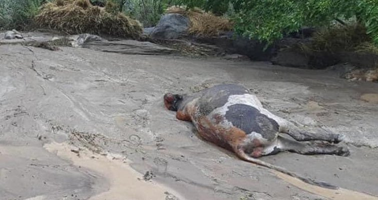 جاری شدن سیلاب در بخش هایی از ولایت پنجشیر، شماری از مواشی را تلف کرد