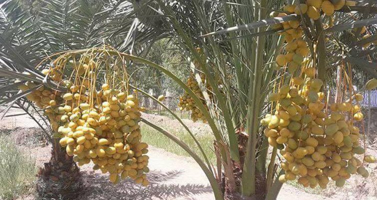 حاصلات خرمای ننگرهار در سال جاری به 150 تُن رسیده است